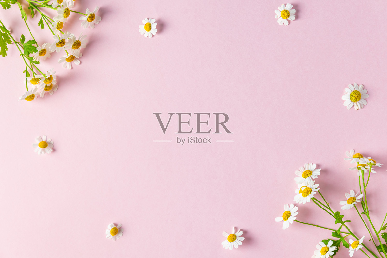 花组成。框架制成的白色洋甘菊花在粉红色的背景。平的。婚礼，母亲节的概念照片摄影图片