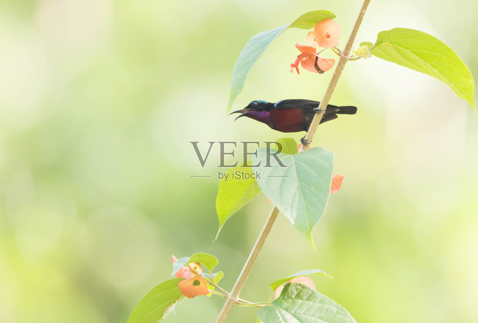 Van Hasselts Sunbird照片摄影图片