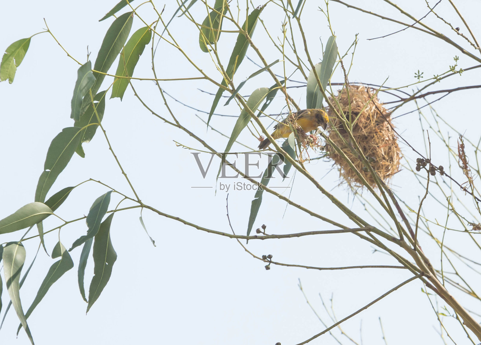 亚洲金编织者照片摄影图片