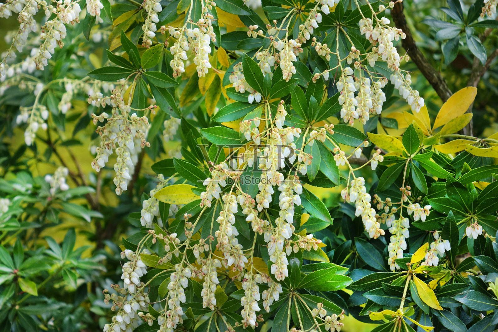 日本花园的春天照片摄影图片