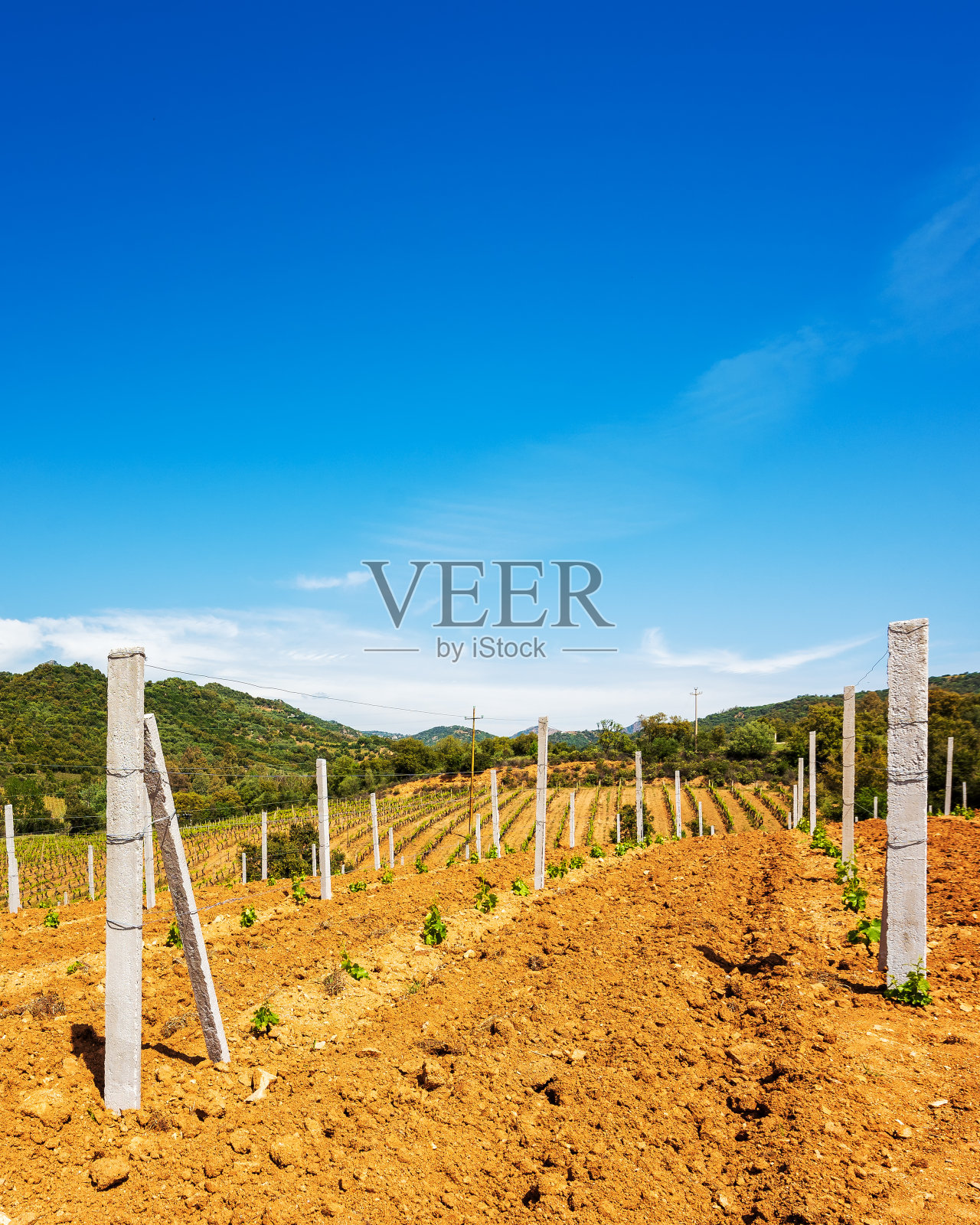 春天新葡萄园长出嫩芽。农业。照片摄影图片