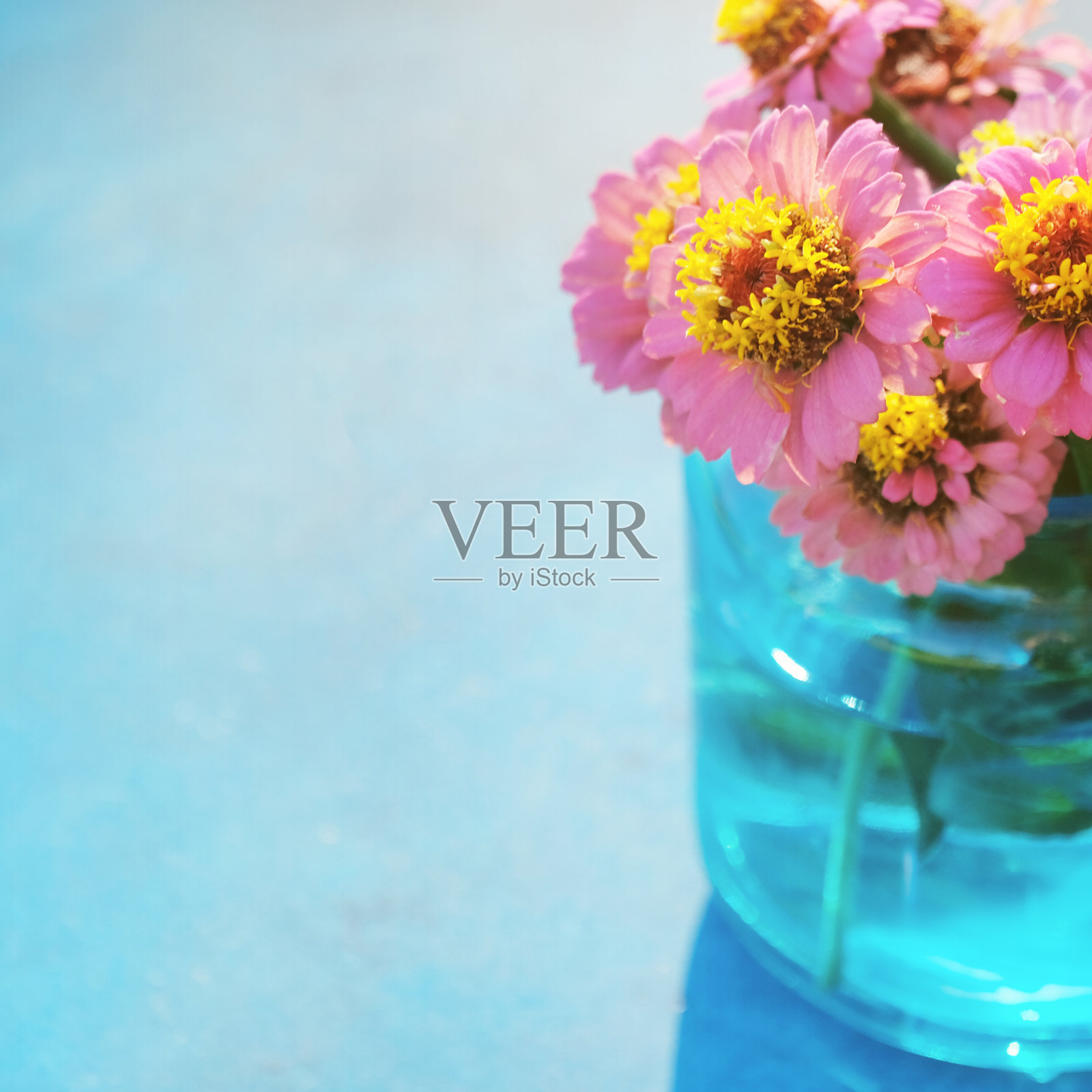 百日菊开花照片摄影图片