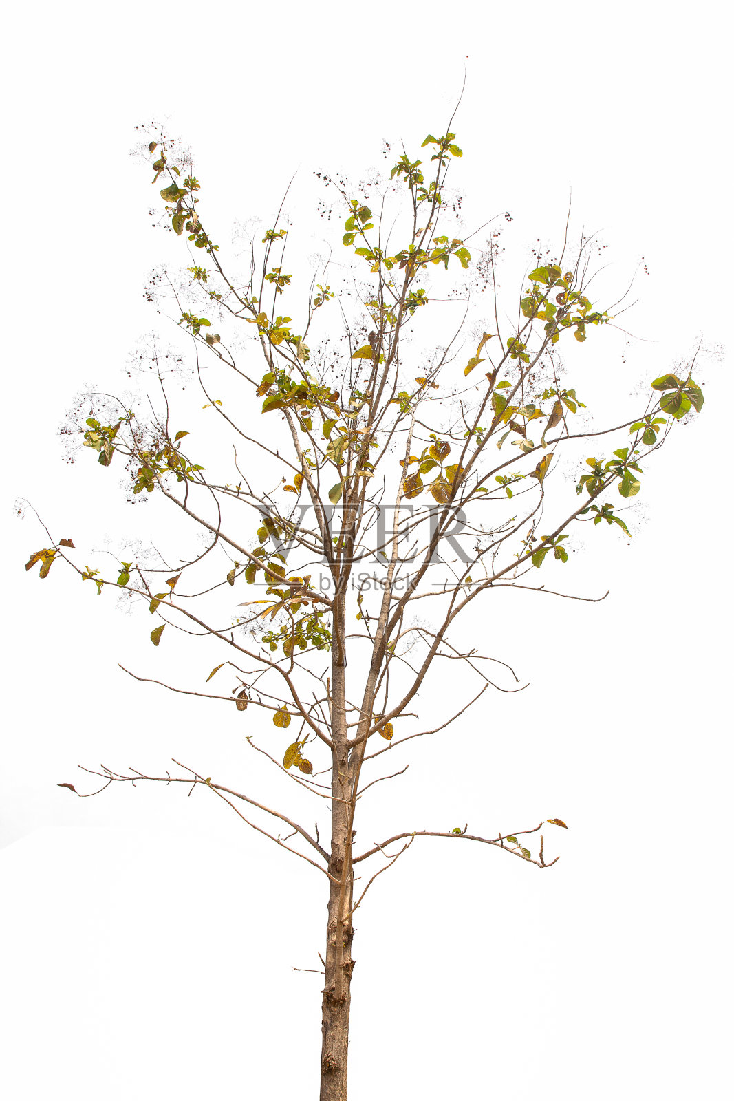 夏季落叶乔木，背景为白色。照片摄影图片