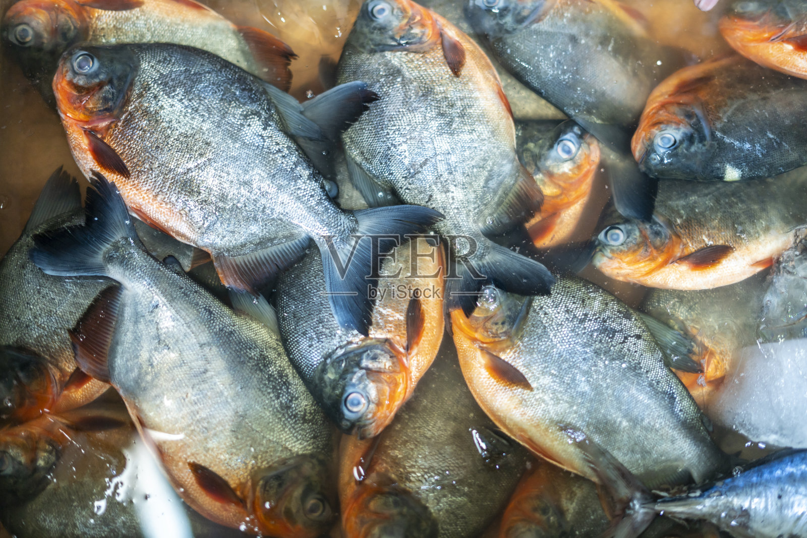 印尼传统市场出售的新鲜海鱼。Ujung genteng海滩，Sukabumi，印度尼西亚照片摄影图片