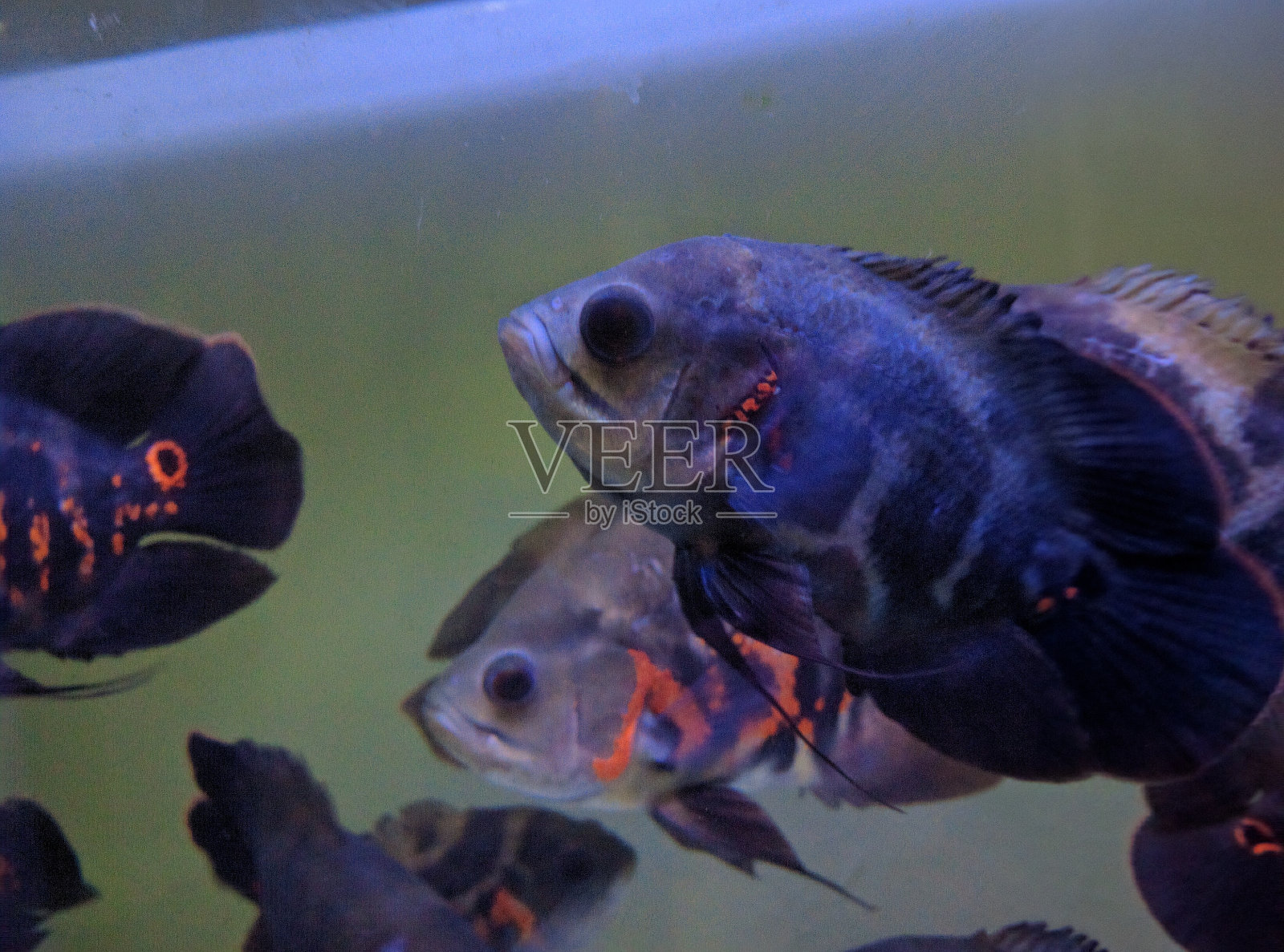 奥斯卡的鱼照片摄影图片