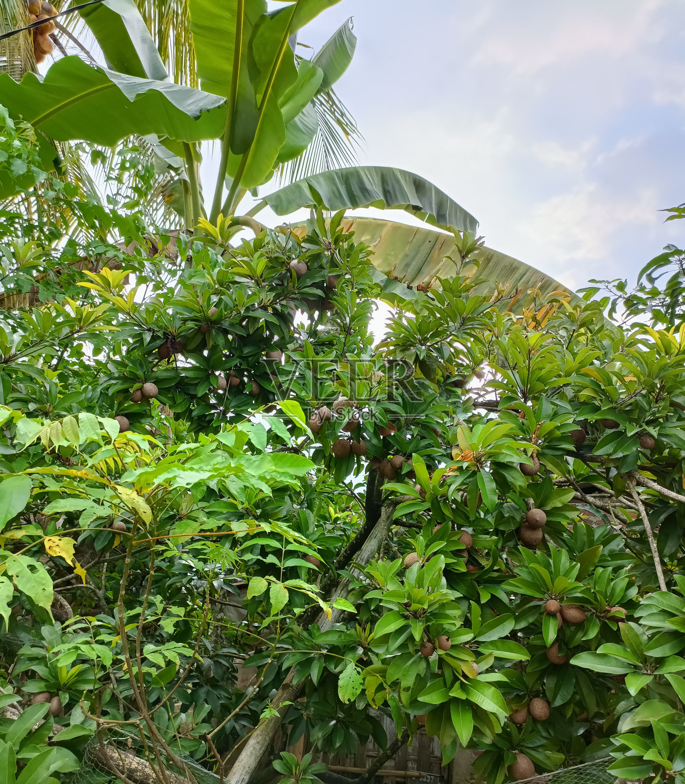 人心果水果照片摄影图片