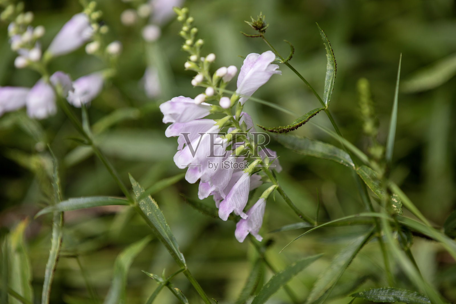 在安大略的一个省立公园小道上的一种开花的顺从的植物(龙头草，假龙头)。照片摄影图片