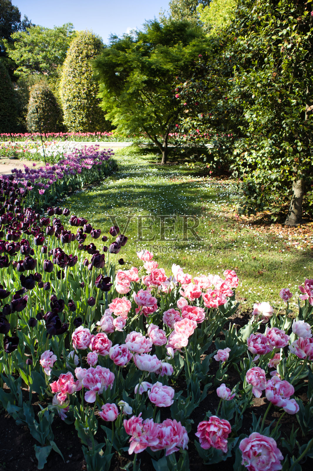 塔兰托别墅植物园照片摄影图片