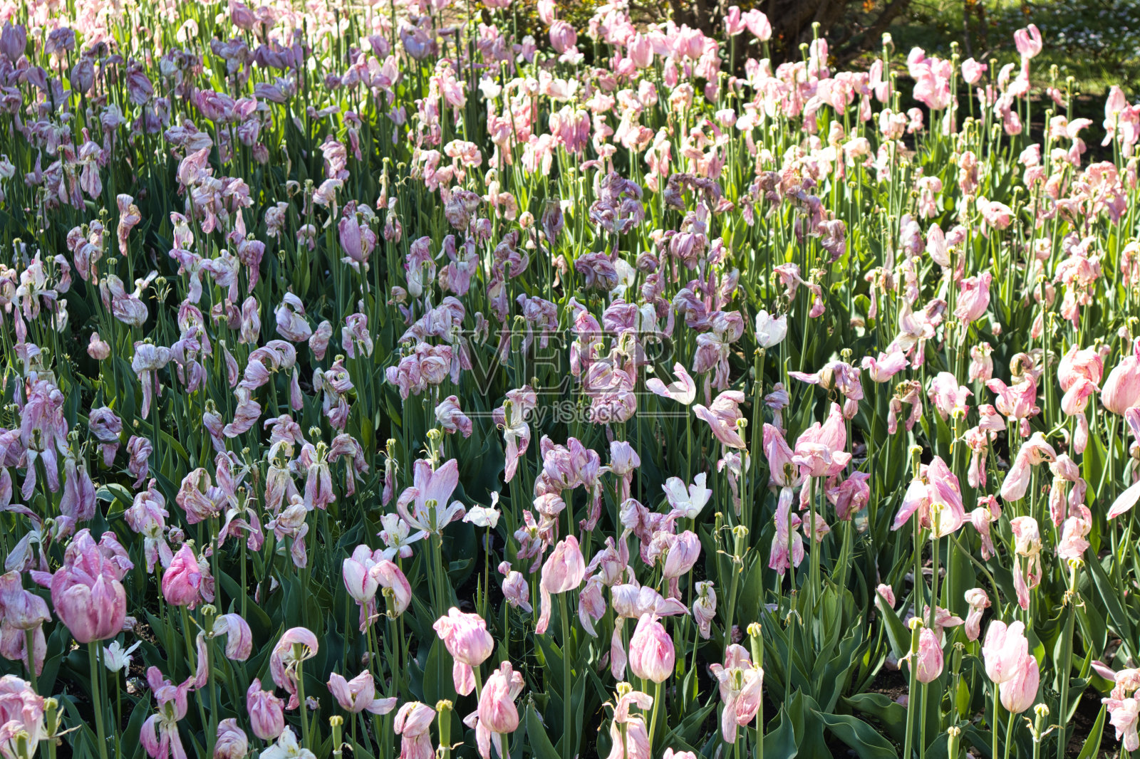 塔兰托别墅植物园照片摄影图片