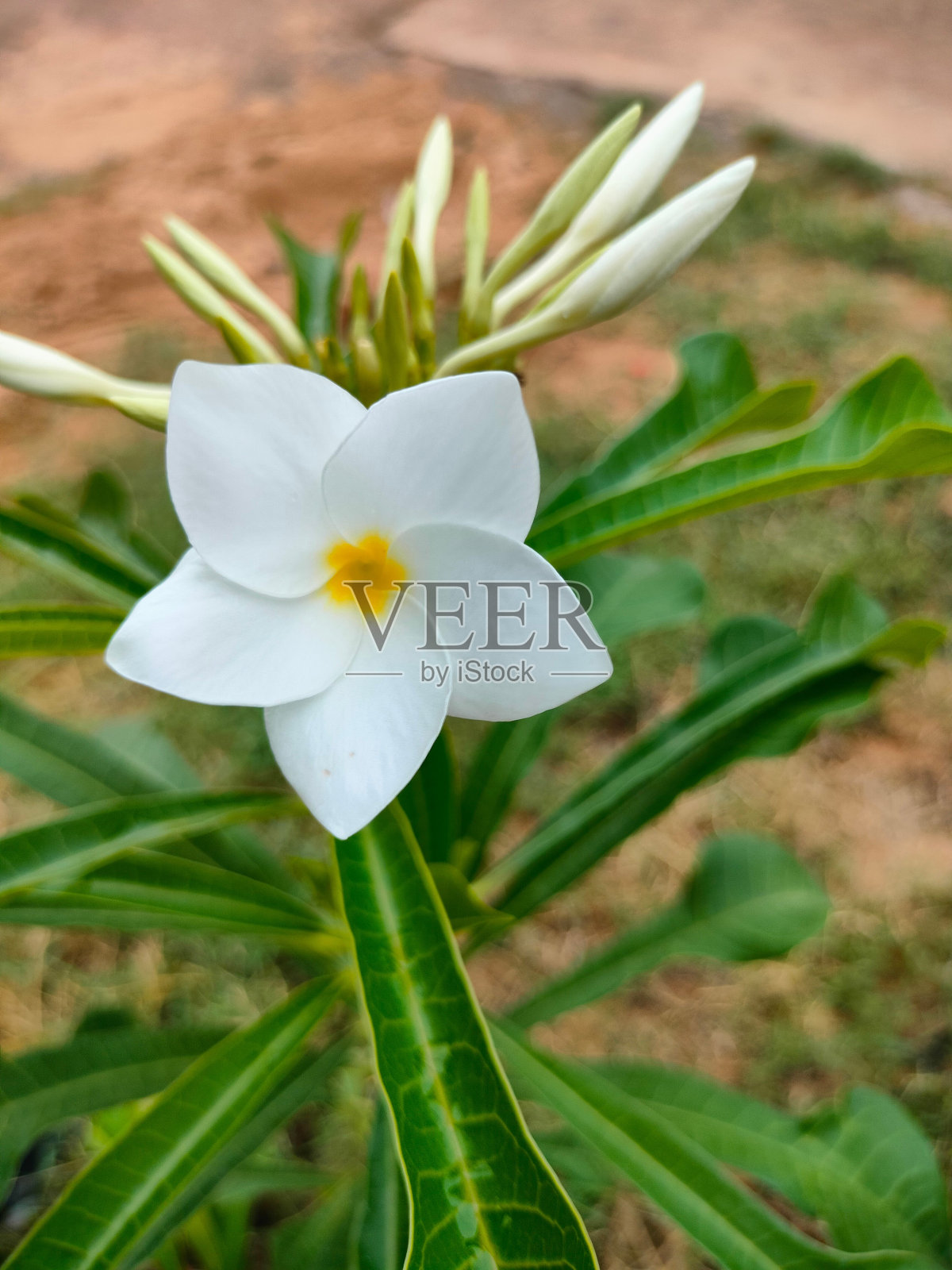 鲜艳的白色花朵配上绿色的小叶子，与花瓣形成美丽的对比照片摄影图片
