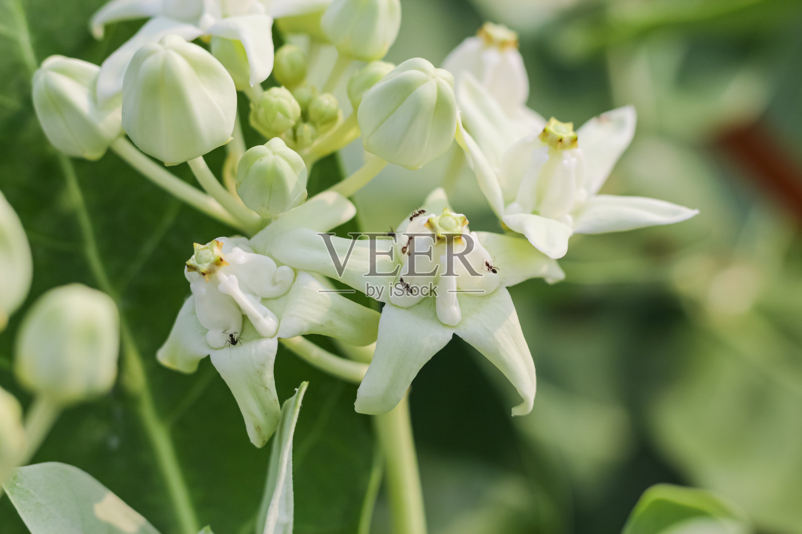 冠花紫色盛开照片摄影图片