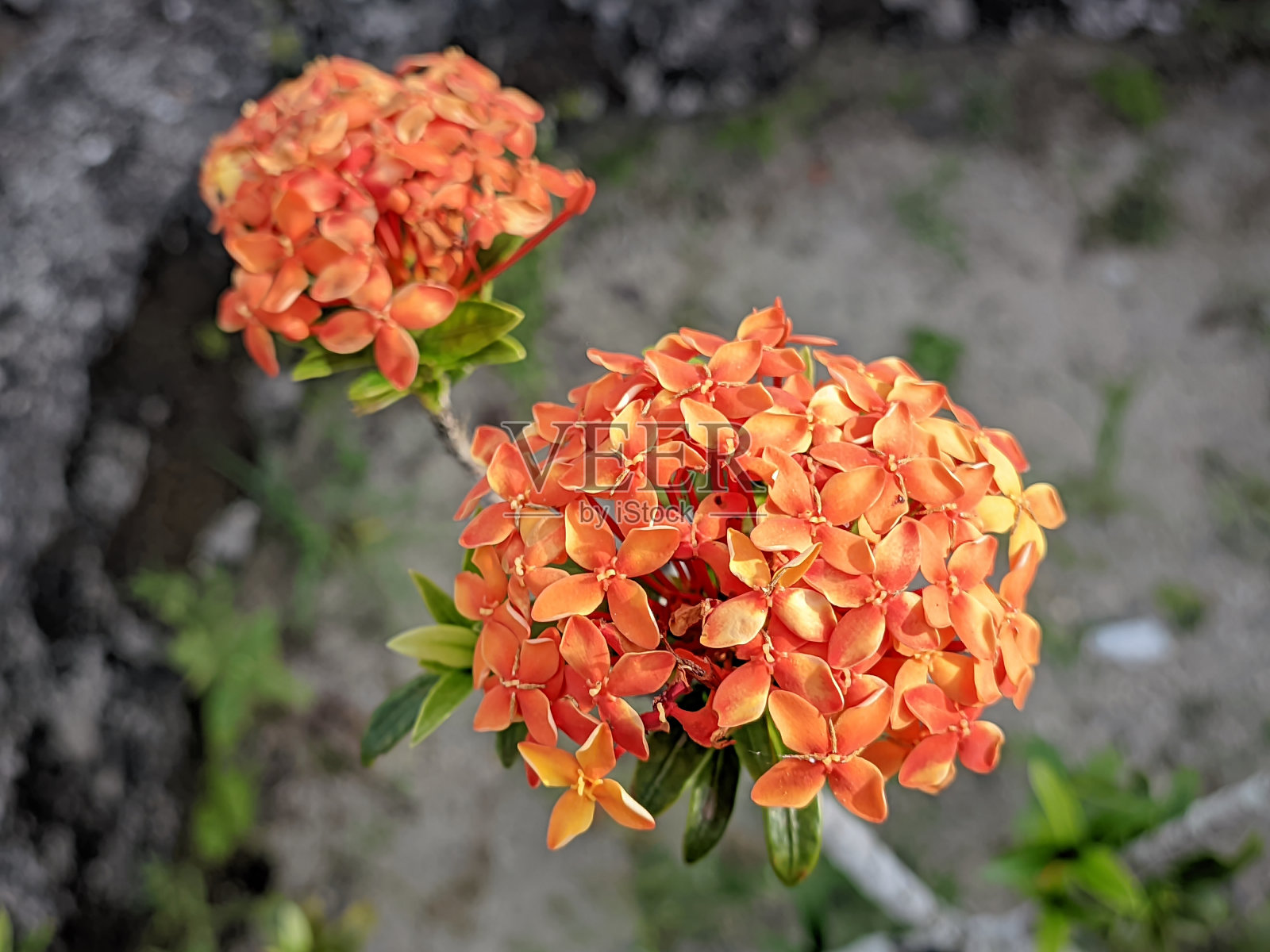 橙花的特写，Ixora chinensis，俗称中国Ixora，是Ixora属植物的一种照片摄影图片