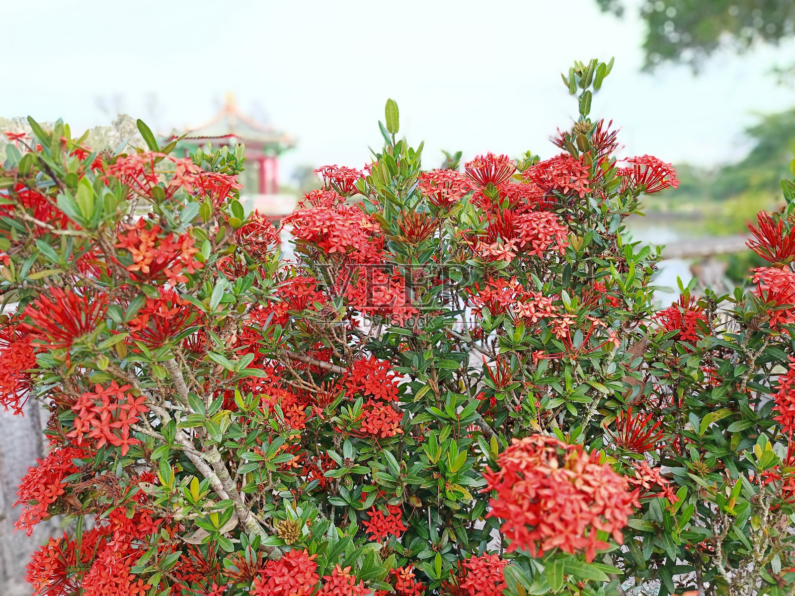 红色花植物，Ixora chinensis，俗称中国Ixora，是Ixora属植物的一种照片摄影图片
