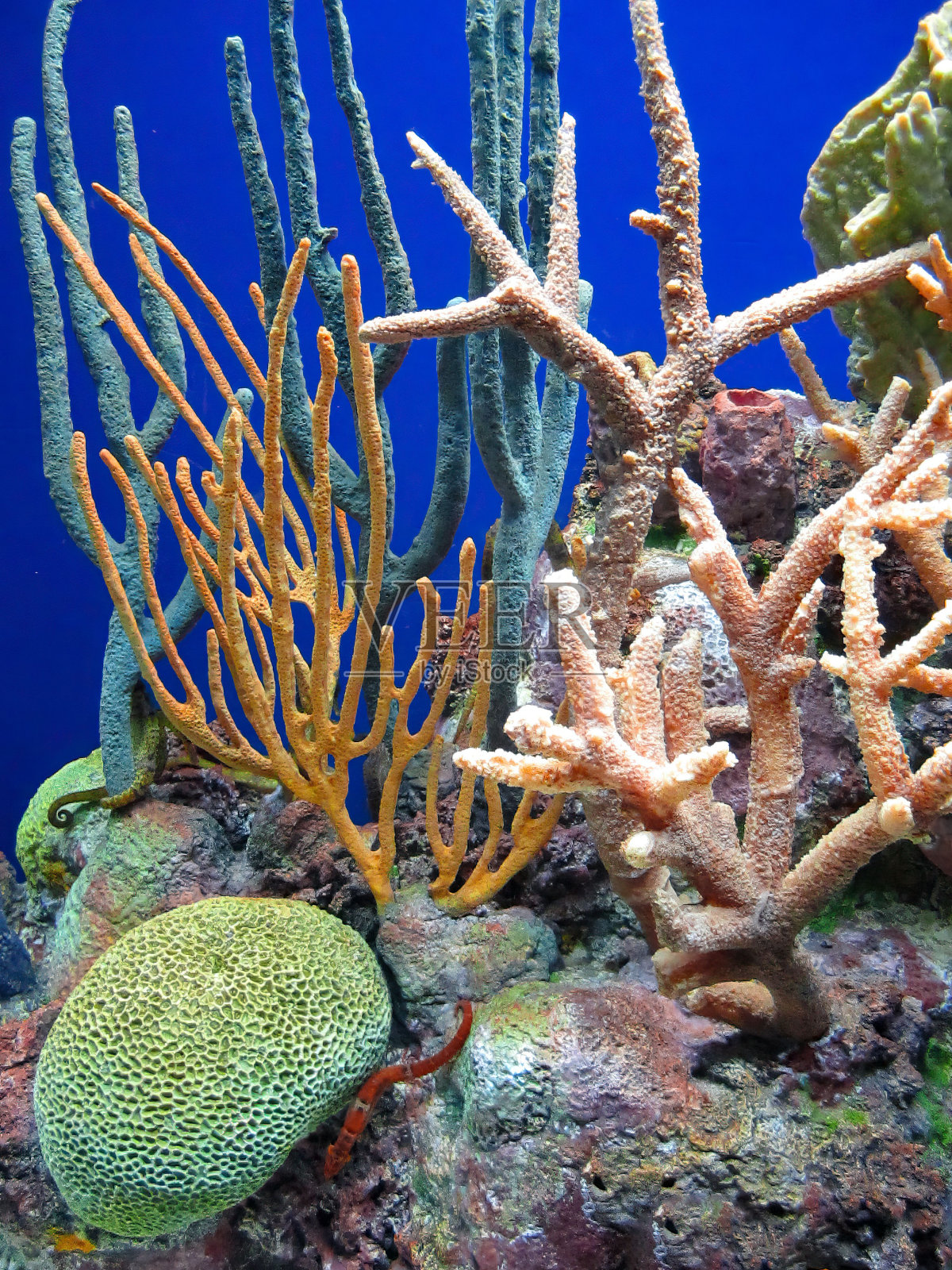 水下有巨大的彩色珊瑚和其他各种热带植物照片摄影图片