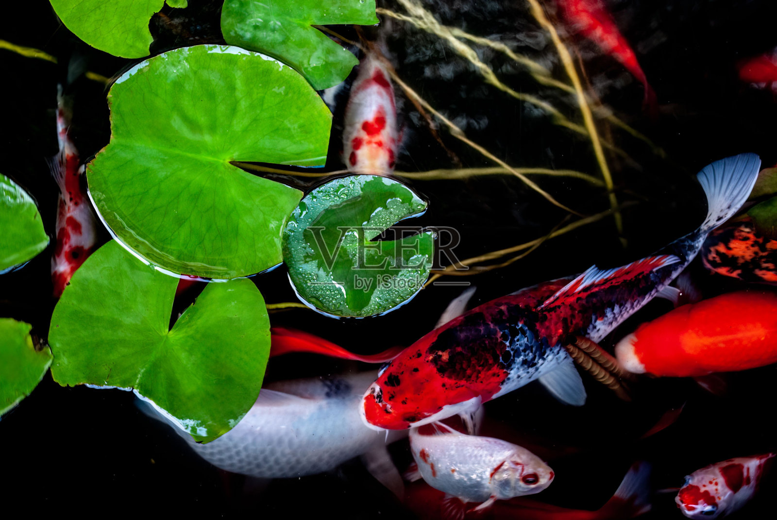 宁静的池塘，展示锦鲤在郁郁葱葱的绿色植物和树叶中游泳照片摄影图片