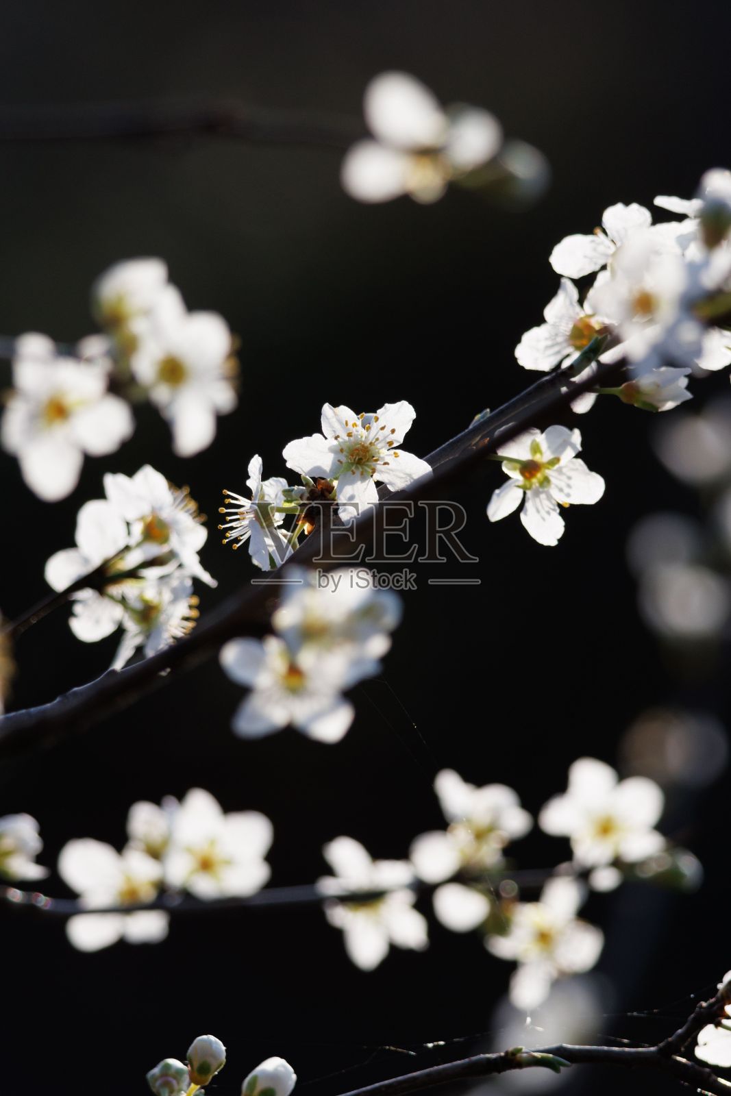 一枝白色樱花的特写照片摄影图片