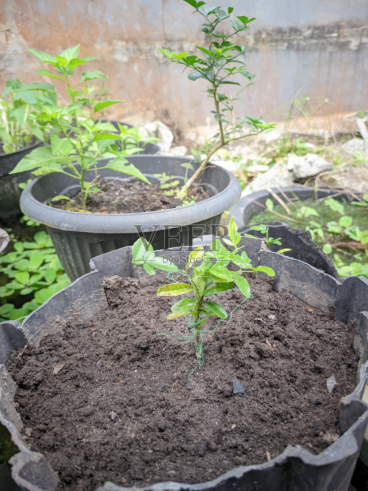 以盆栽、种植园和盆景为主题的各种绿色植物，邦卡勿里洞社区照片摄影图片