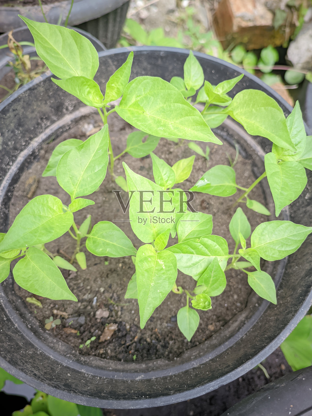 以盆栽、种植园和盆景为主题的各种绿色植物，邦卡勿里洞社区照片摄影图片