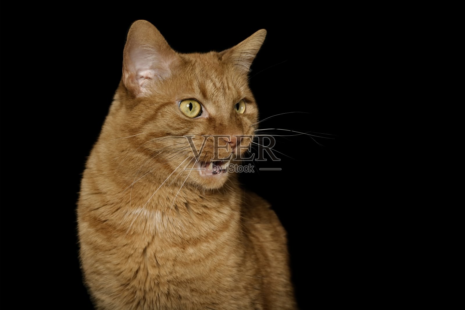 有趣的红猫在黑色背景上喵喵叫的肖像。照片摄影图片