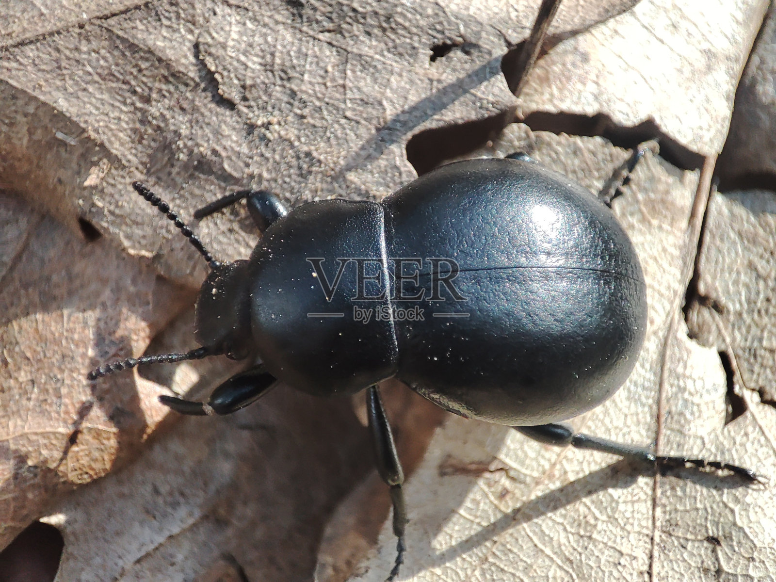 Carabus coriaceus(广泛分布于欧洲和俄罗斯的黑底甲虫，红色名录)照片摄影图片