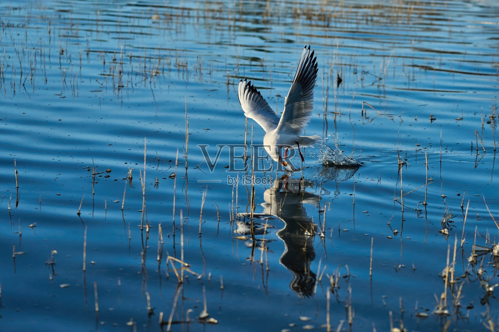 一只黑头海鸥在飞行中从水中啄出一块法棍面包照片摄影图片