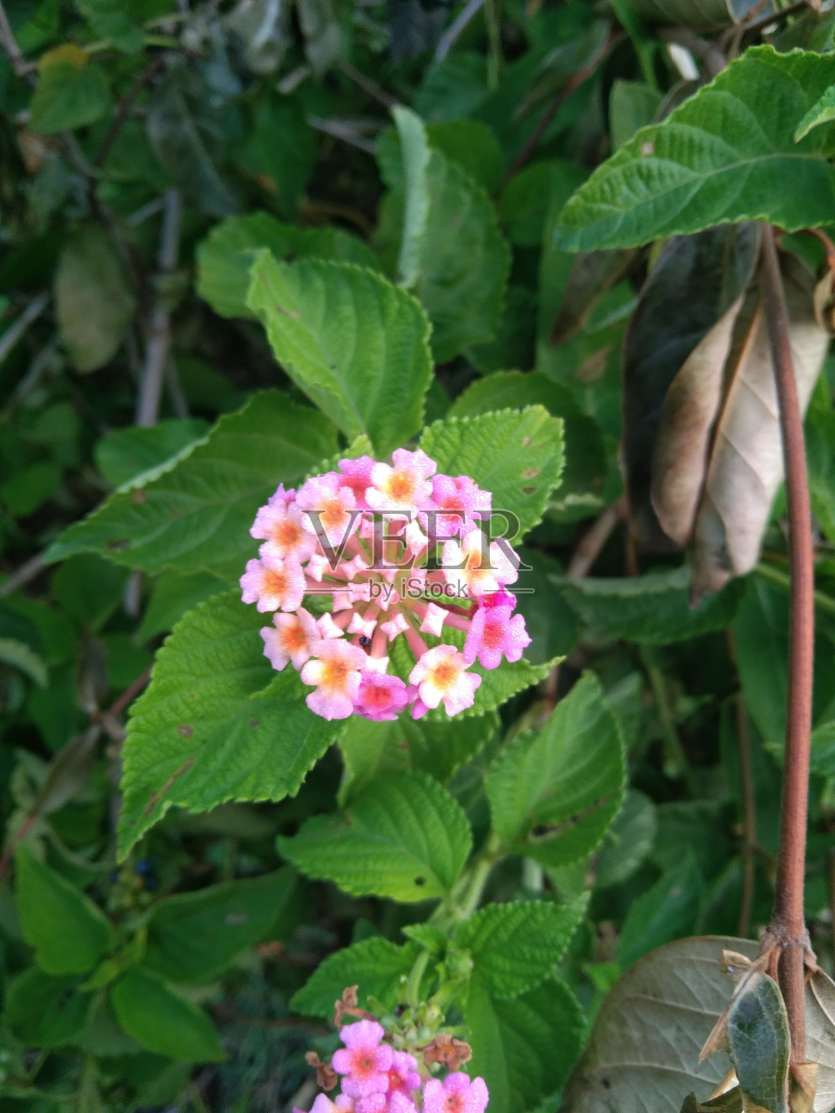 花卉和植物照片摄影图片