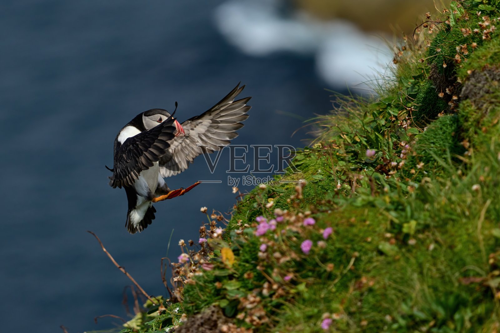 海雀张开双脚，展开翅膀，准备着陆照片摄影图片