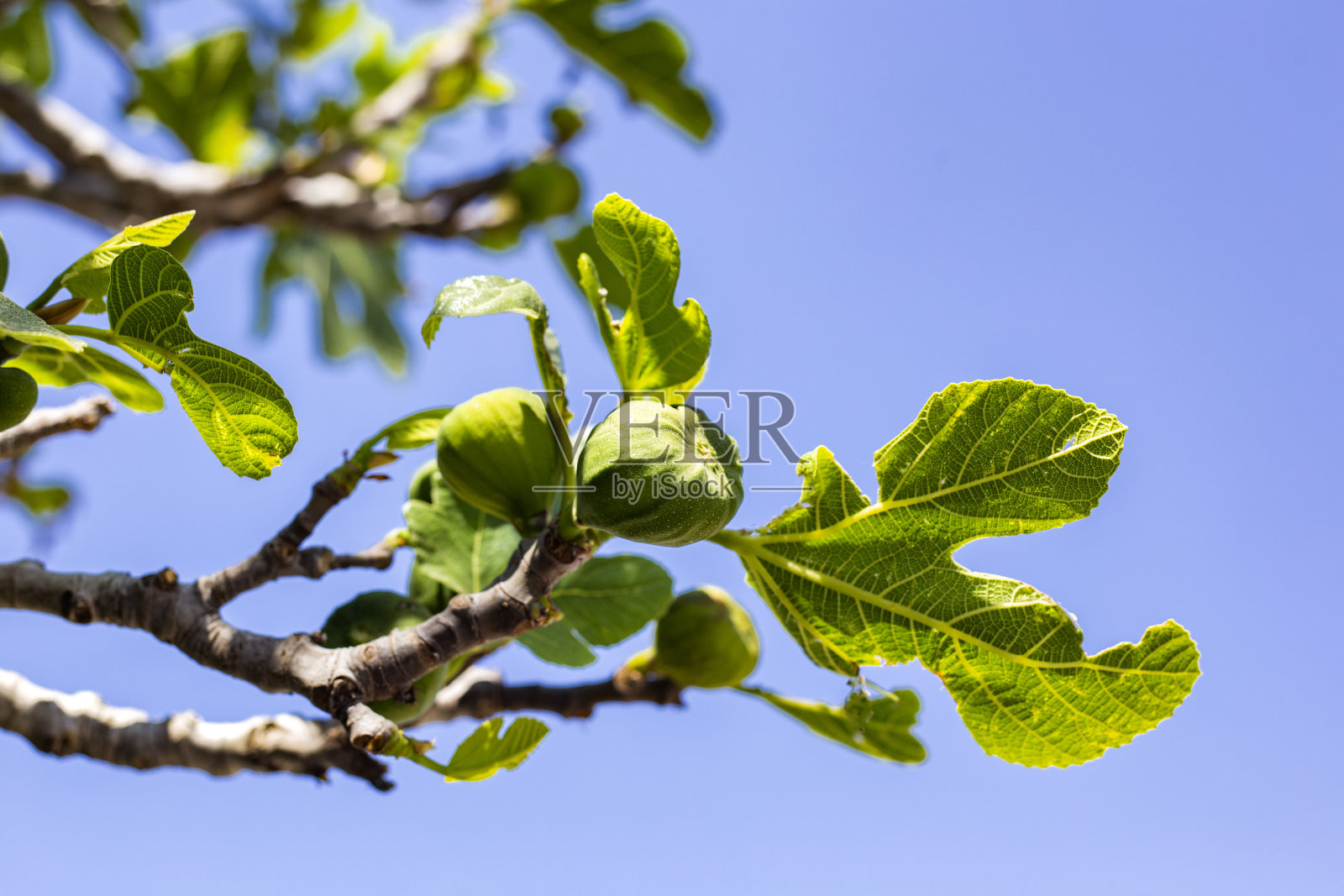 绿叶和无花果在蓝天的背景下照片摄影图片