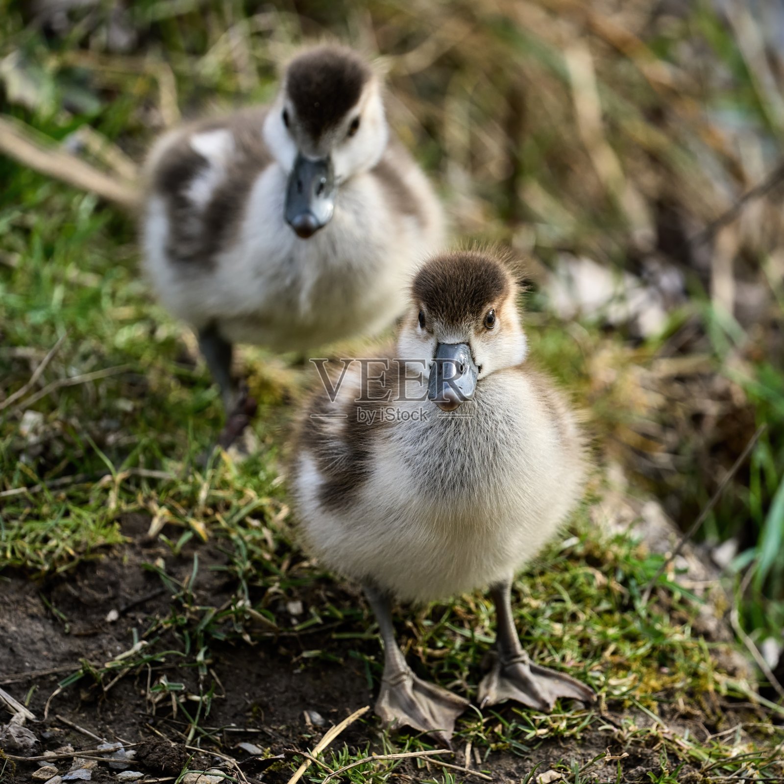 两只可爱的埃及小鹅看着镜头照片摄影图片