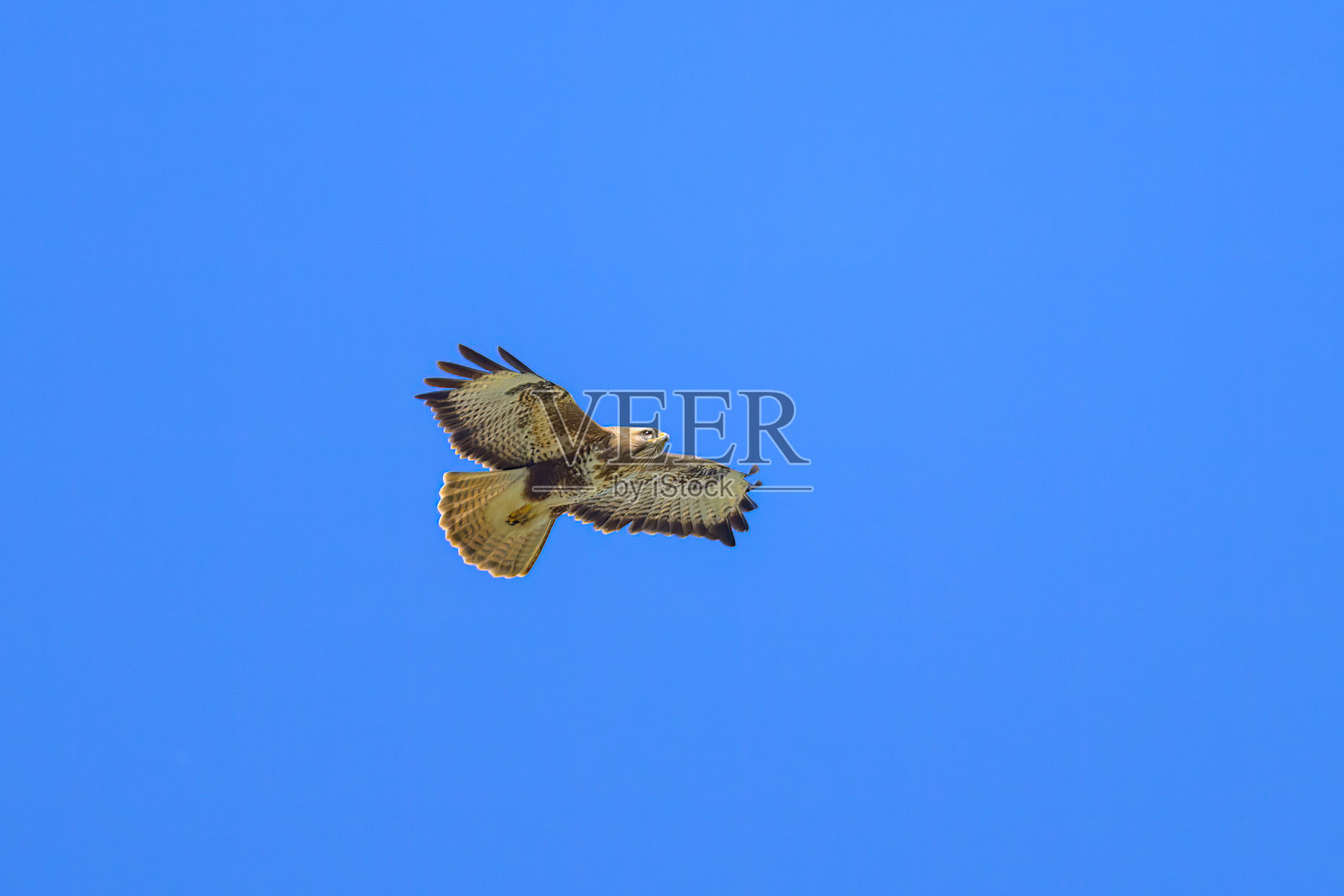 一只普通的秃鹰在阳光明媚的日子里飞翔照片摄影图片