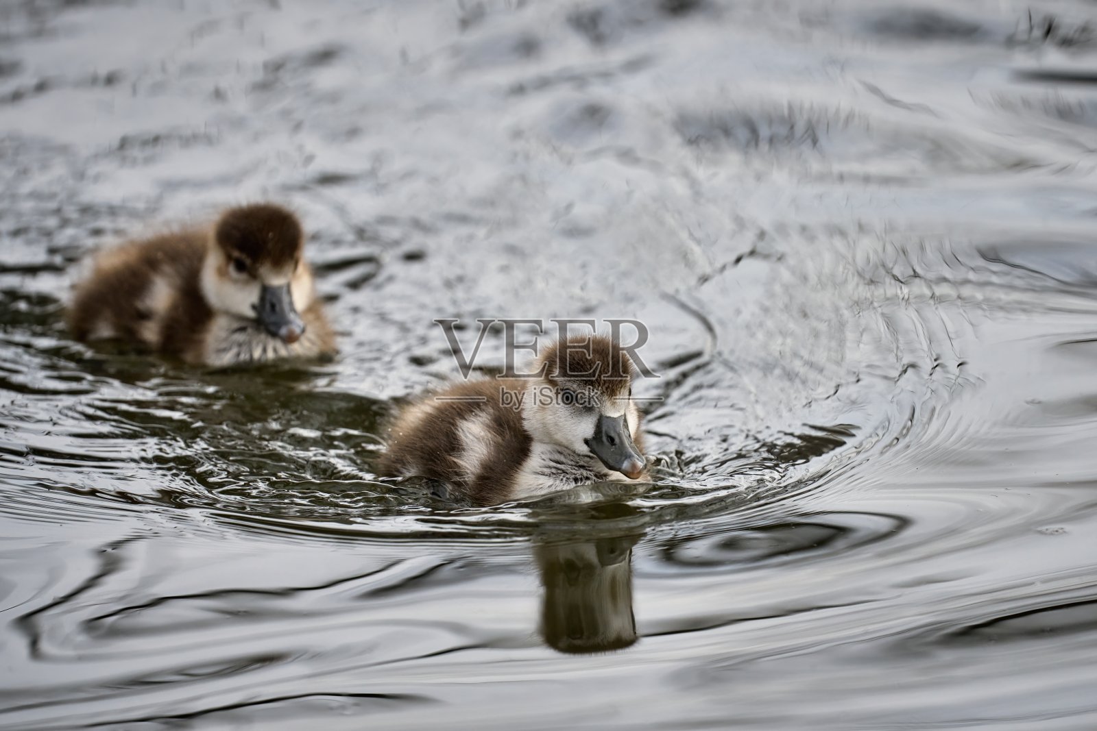 两只可爱的埃及鹅小鸡排成一排游泳照片摄影图片