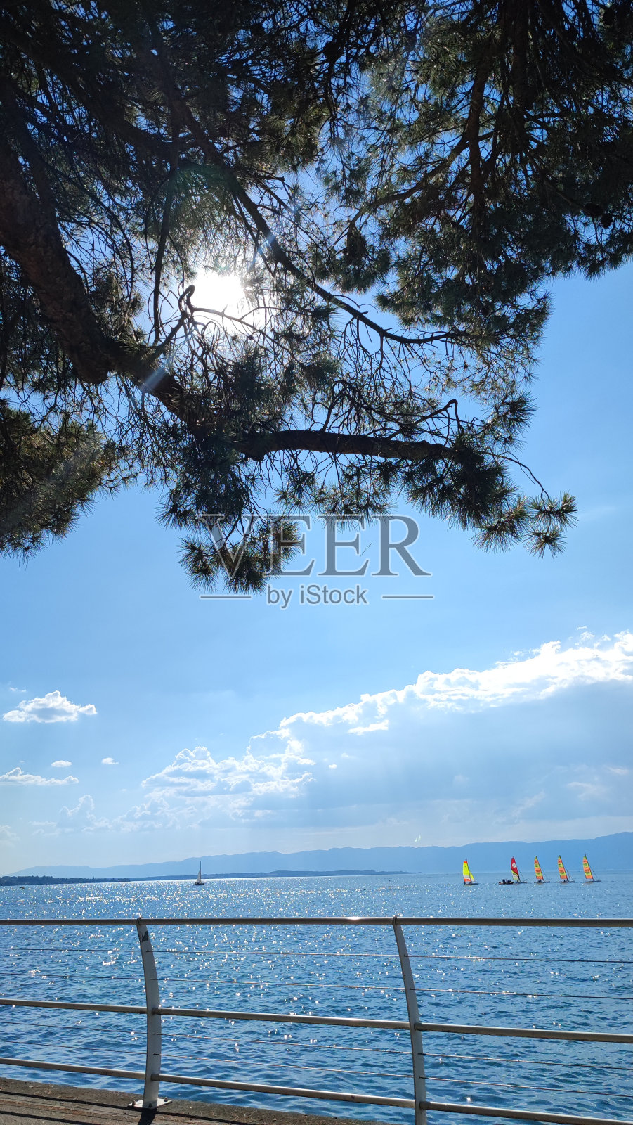 虫胶照片摄影图片