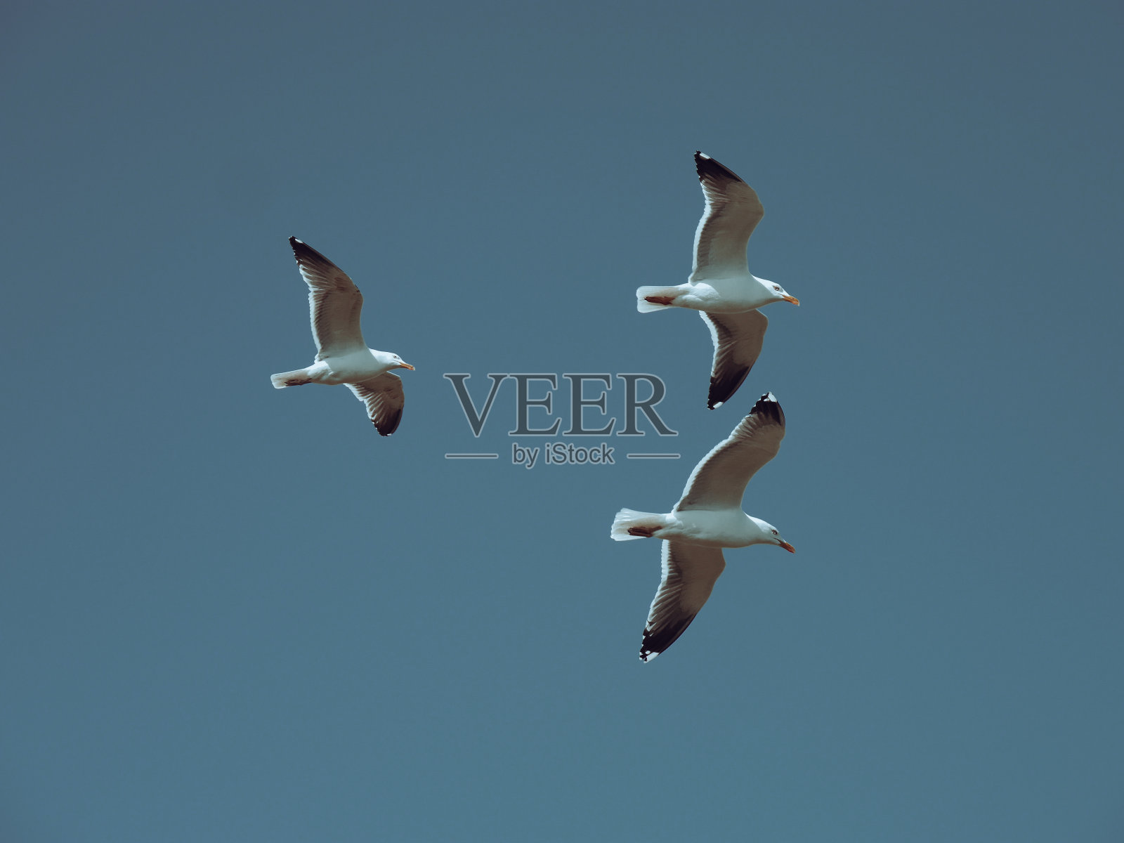 三只飞翔的海鸥照片摄影图片