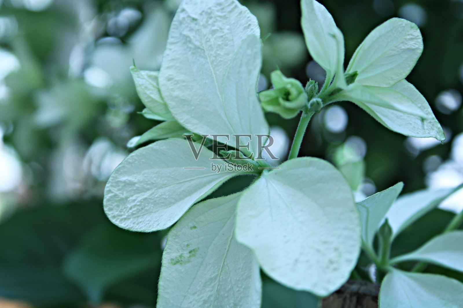 优雅的白色牡丹花。照片摄影图片