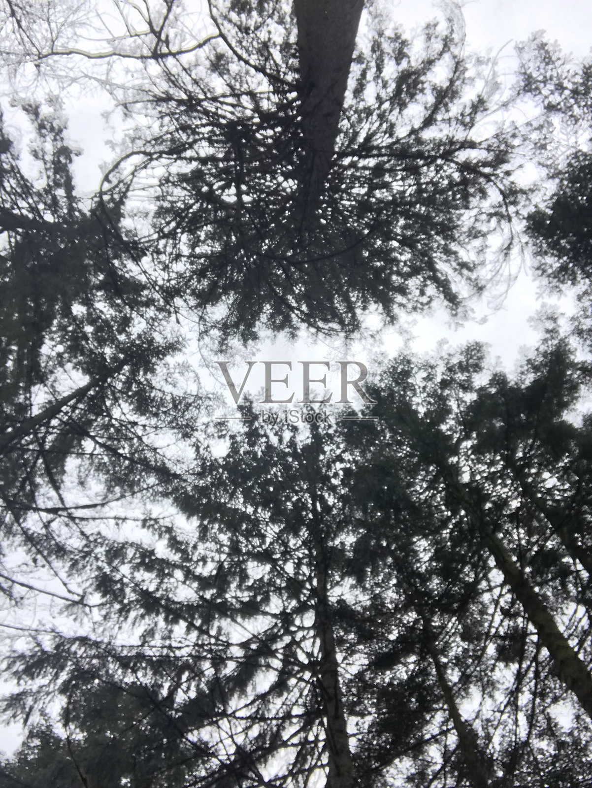 花照片摄影图片