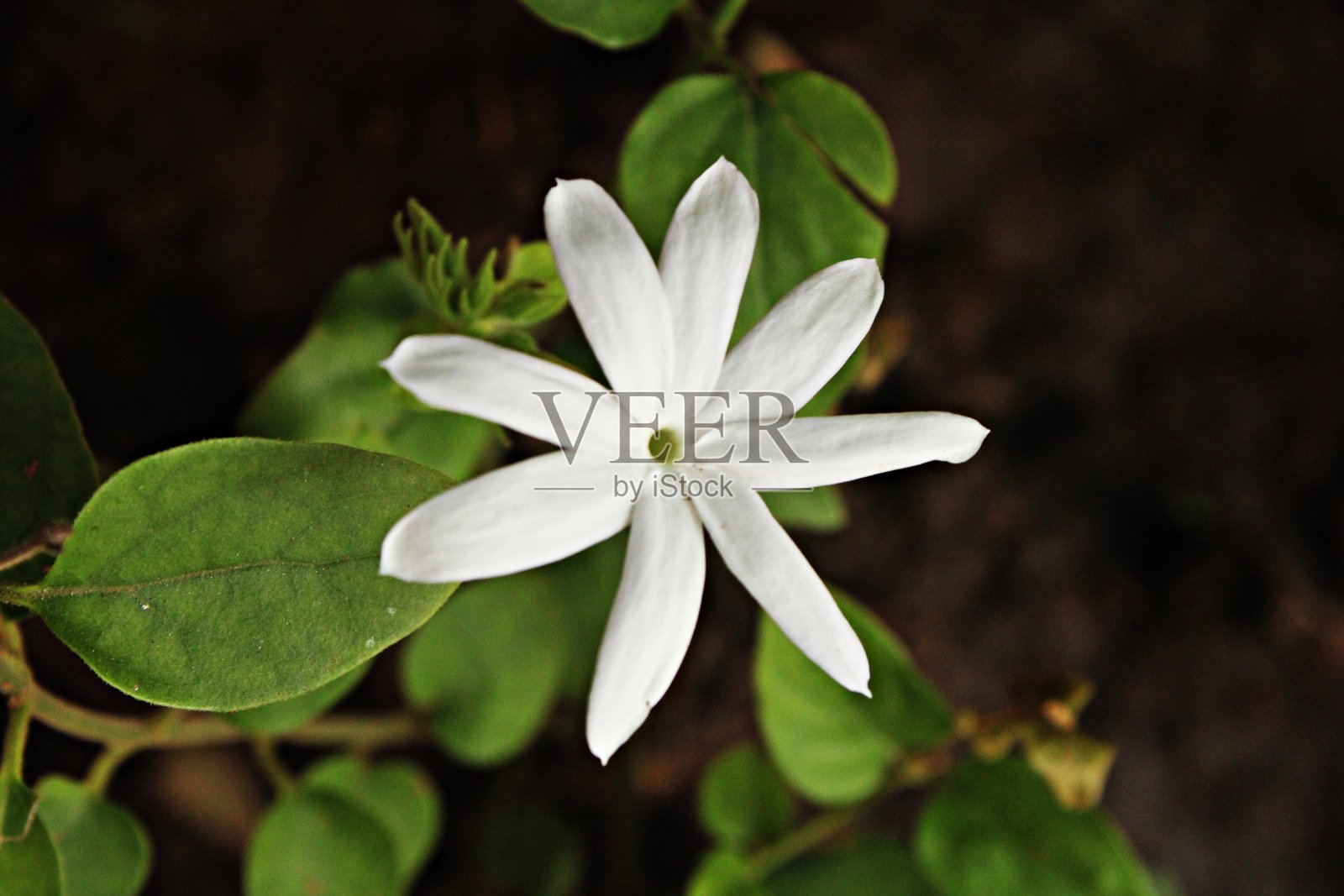 茉莉花的优雅照片摄影图片