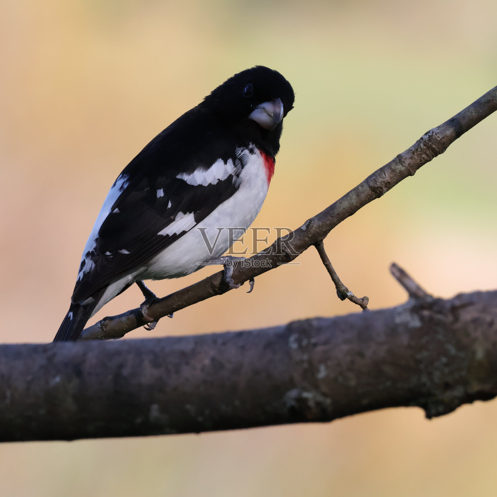 玫瑰胸葛喙照片摄影图片