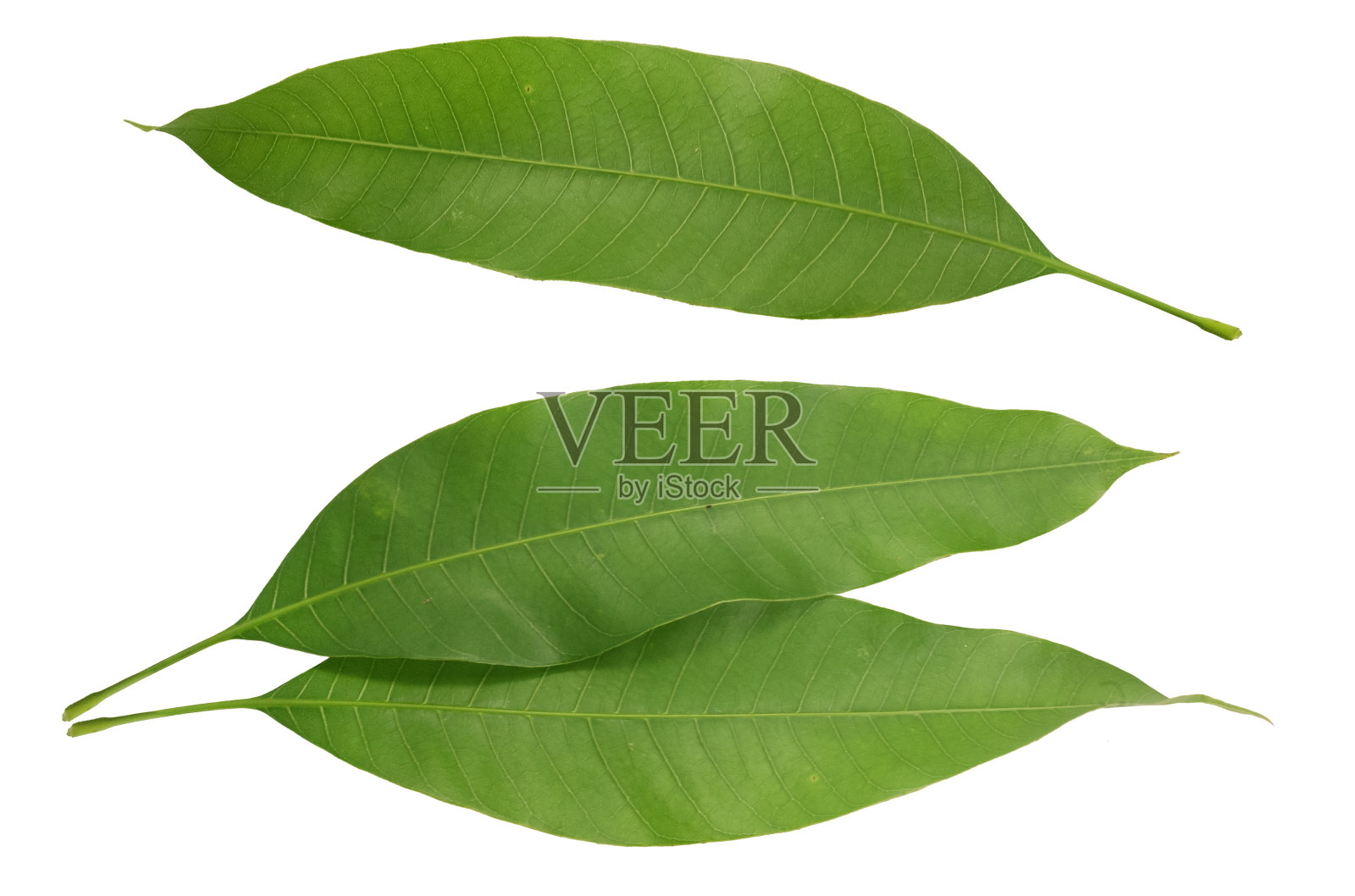 白色背景上的芒果叶照片摄影图片