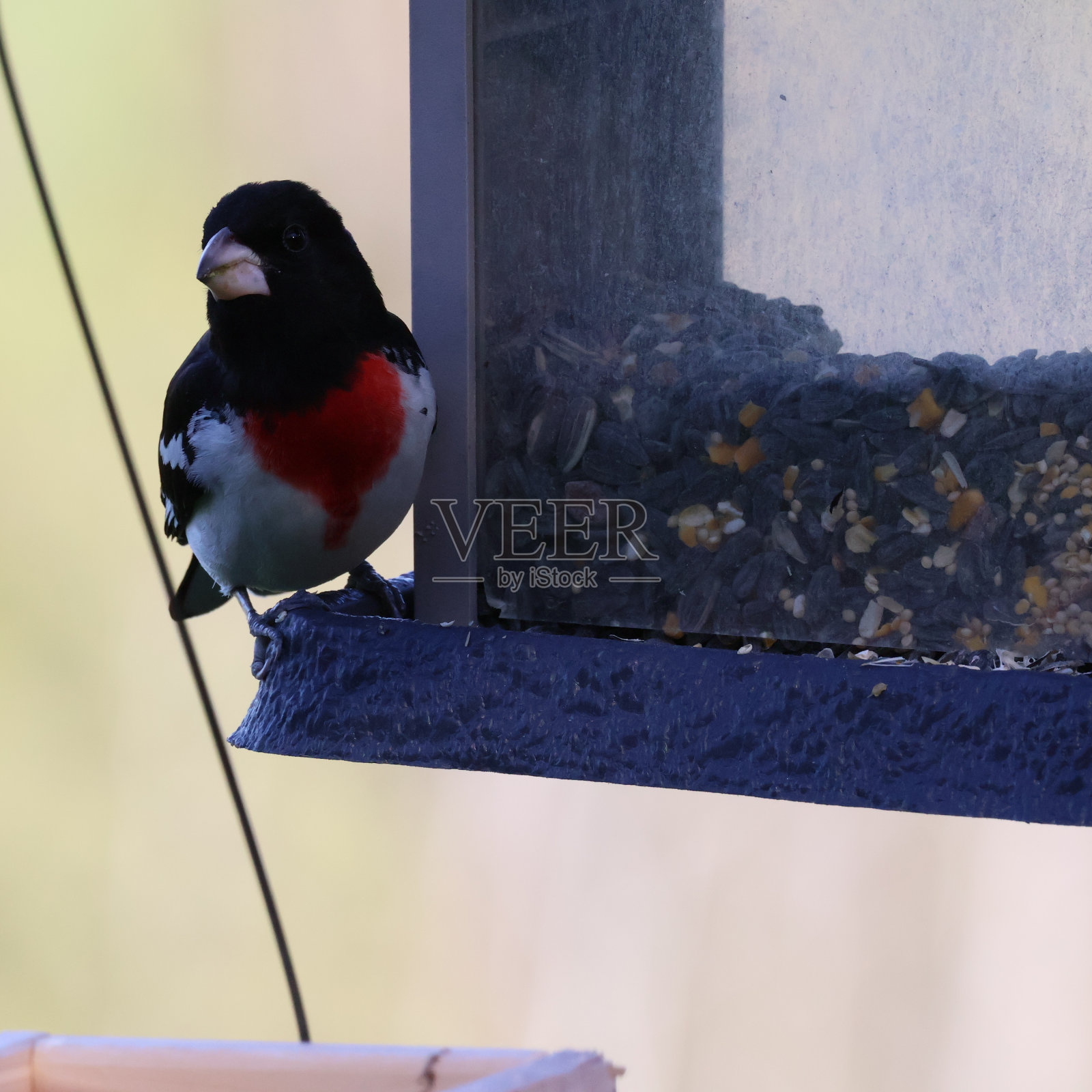 玫瑰胸葛喙照片摄影图片