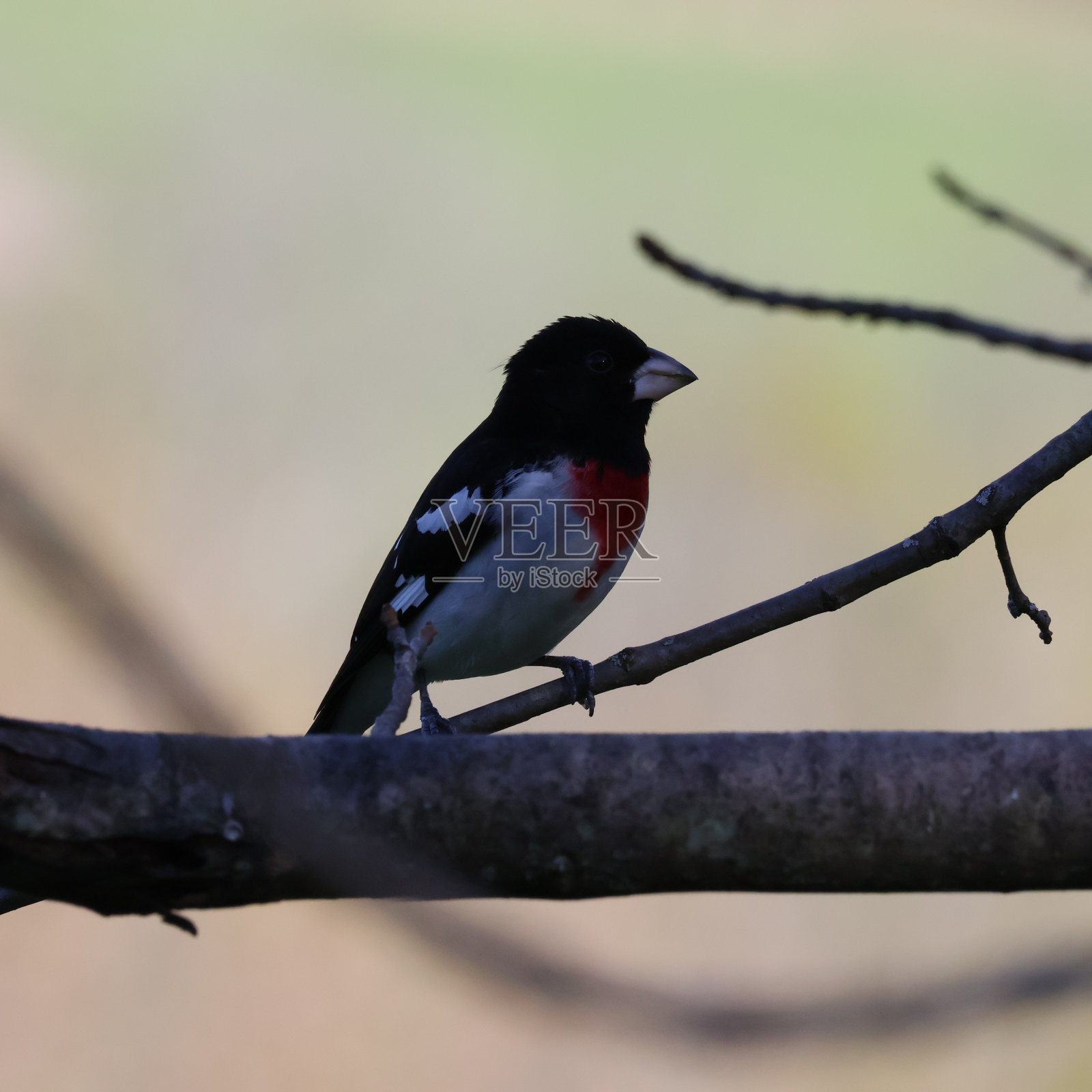 玫瑰胸葛喙照片摄影图片