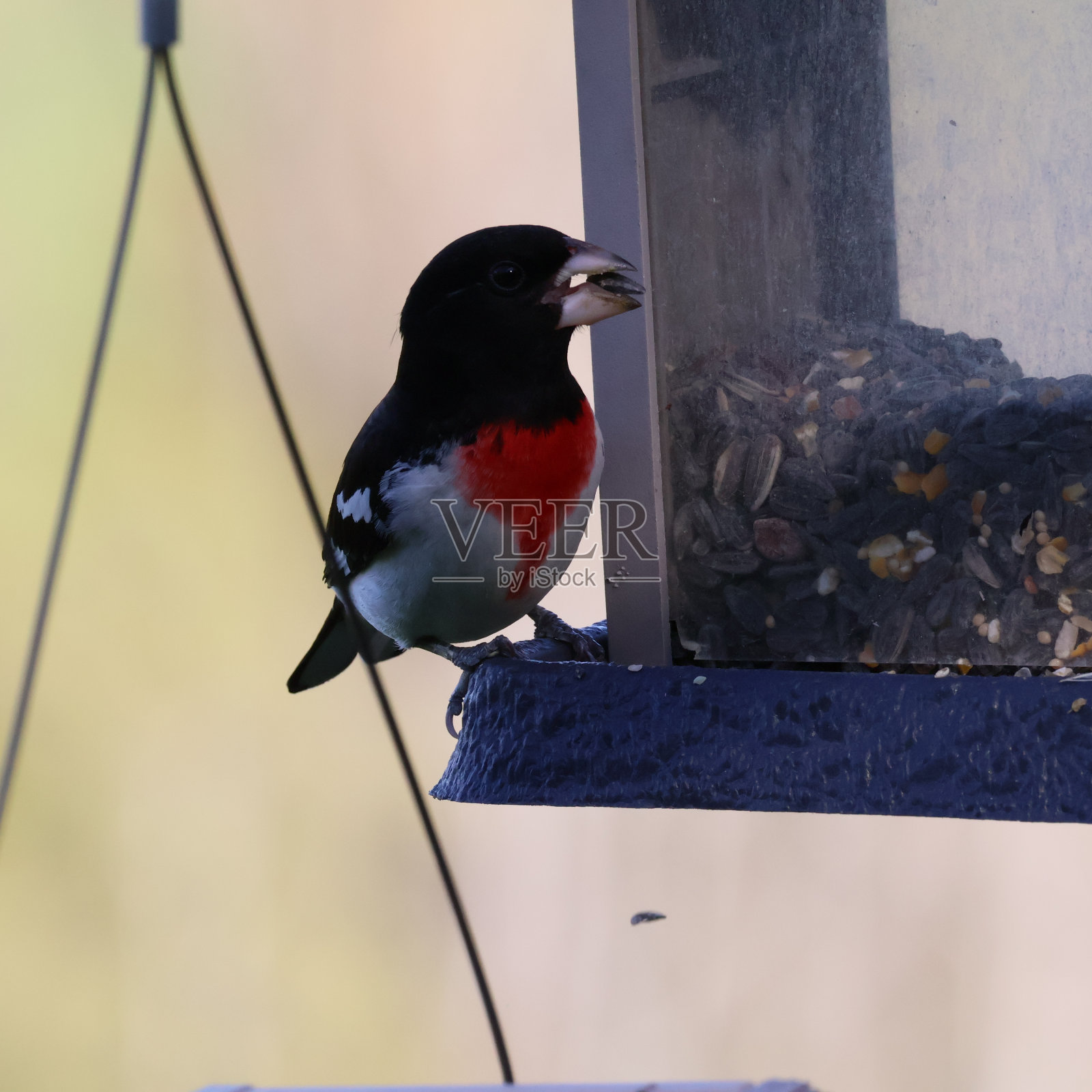 玫瑰胸葛喙照片摄影图片