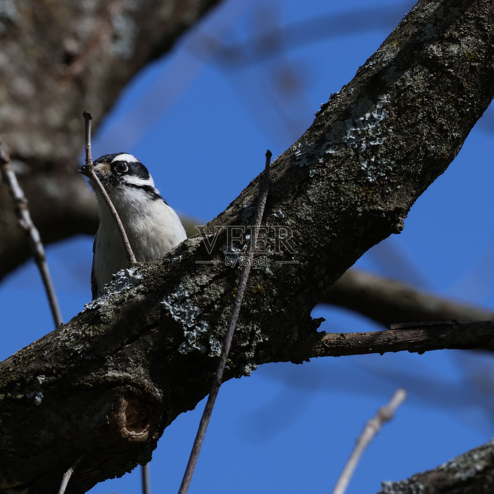 多毛的啄木鸟照片摄影图片