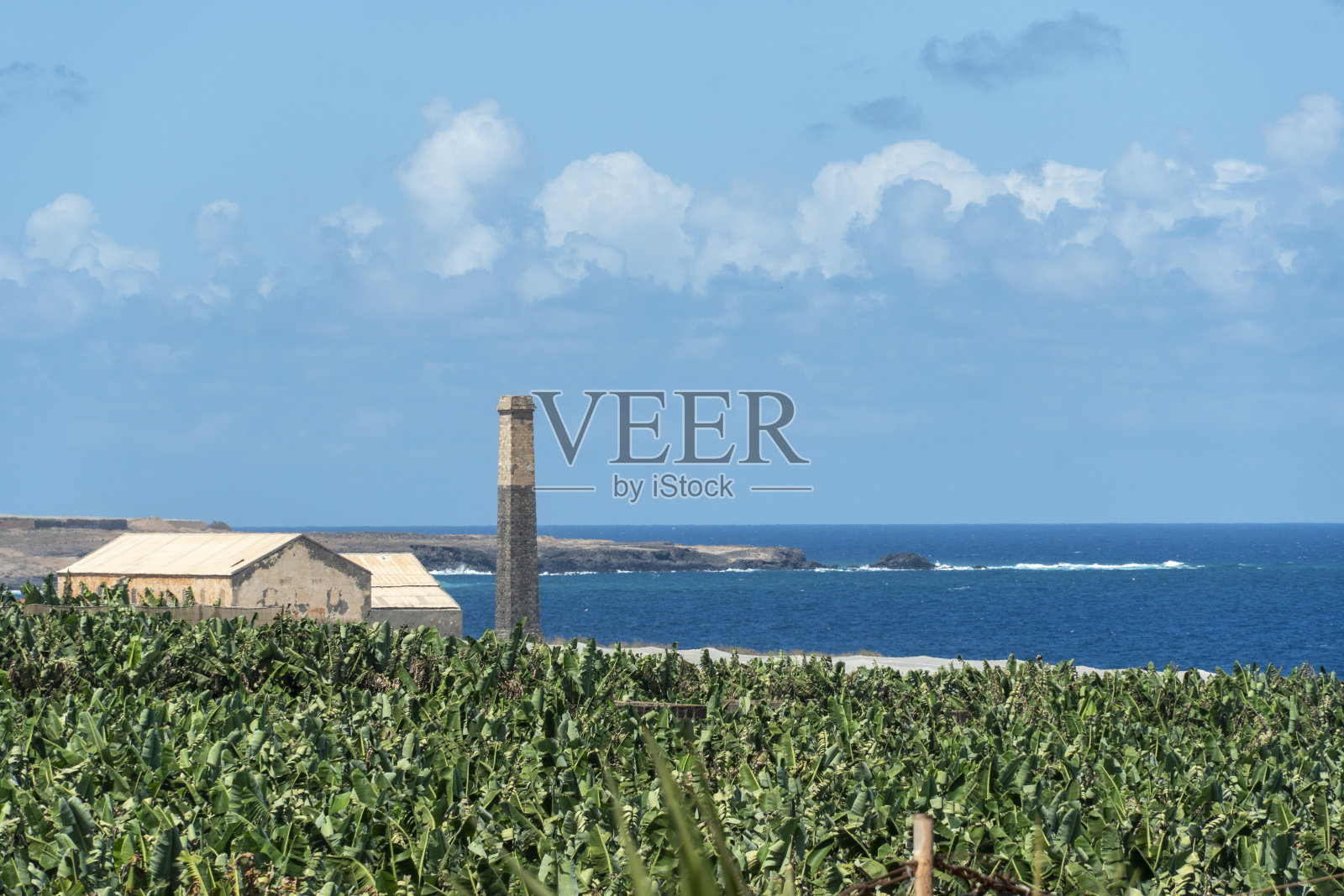 西班牙加那利群岛特内里费岛北部布埃纳维斯塔的香蕉种植园照片摄影图片