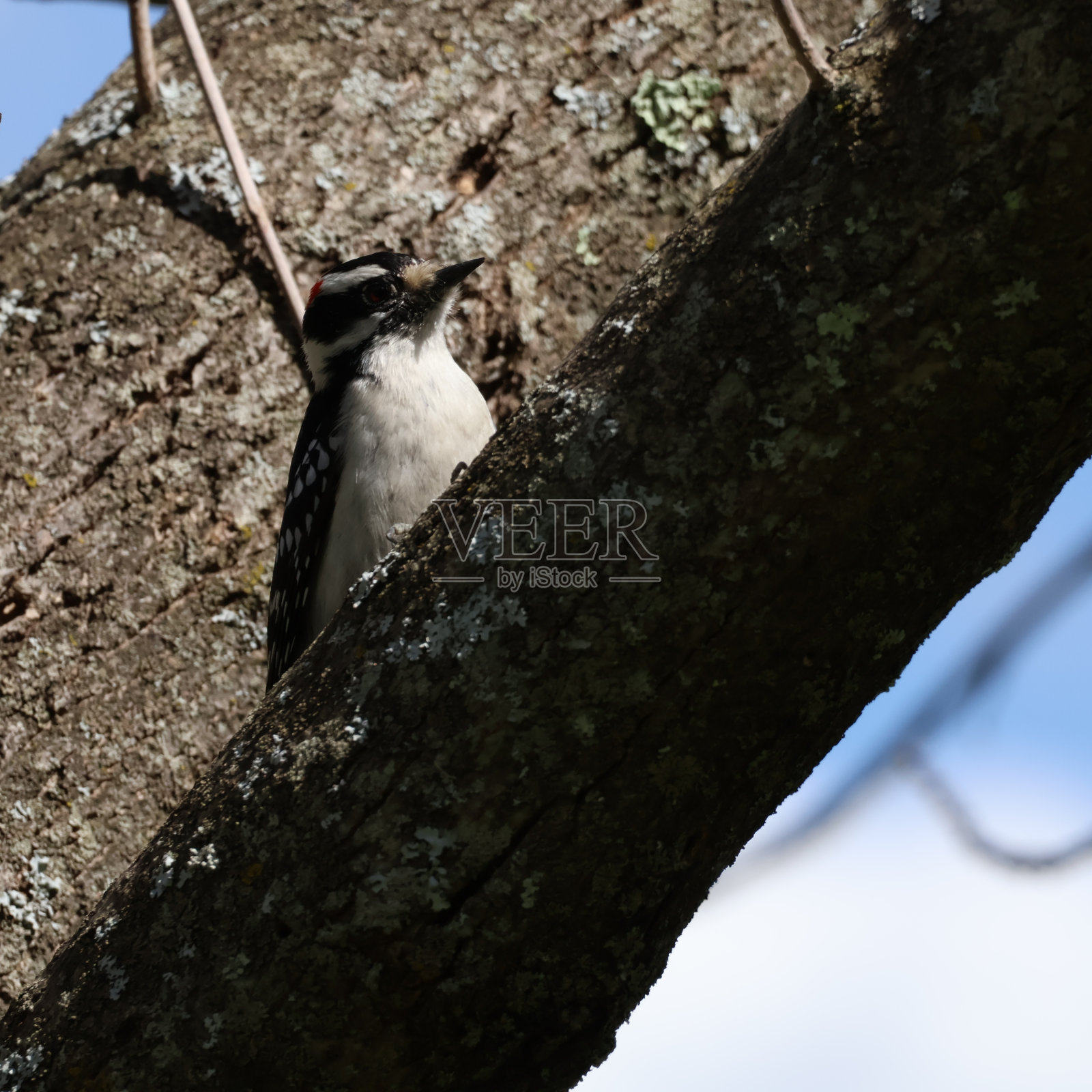 多毛的啄木鸟照片摄影图片