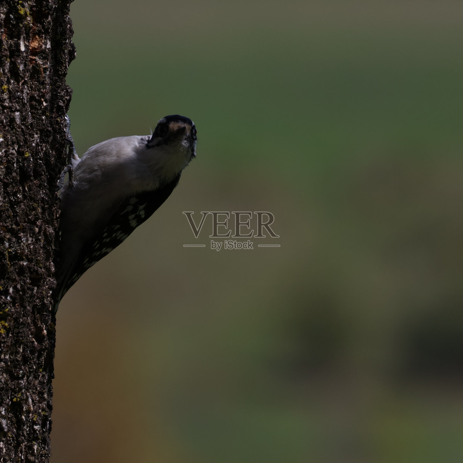 多毛的啄木鸟照片摄影图片