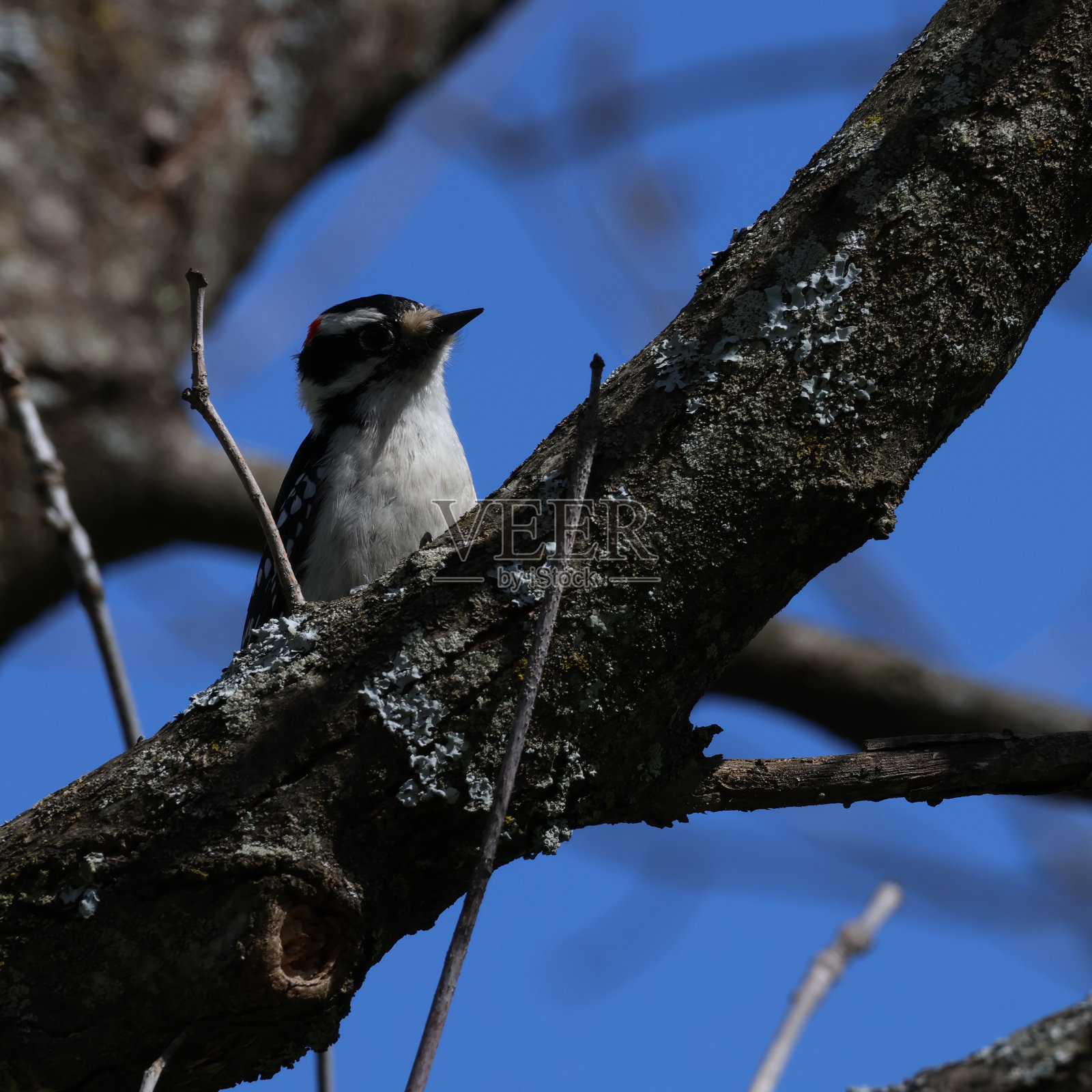 多毛的啄木鸟照片摄影图片