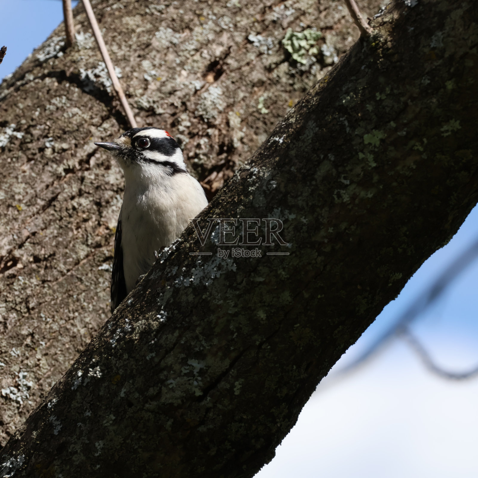 多毛的啄木鸟照片摄影图片