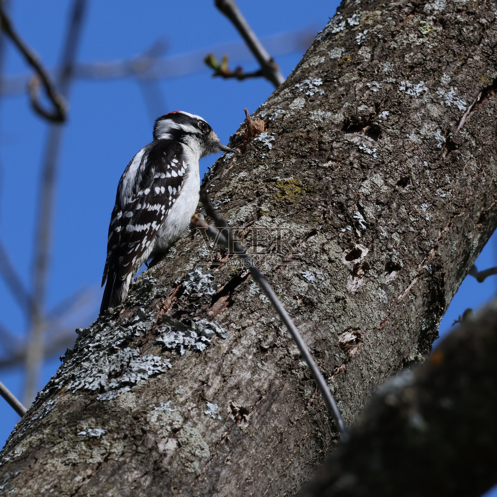 多毛的啄木鸟照片摄影图片