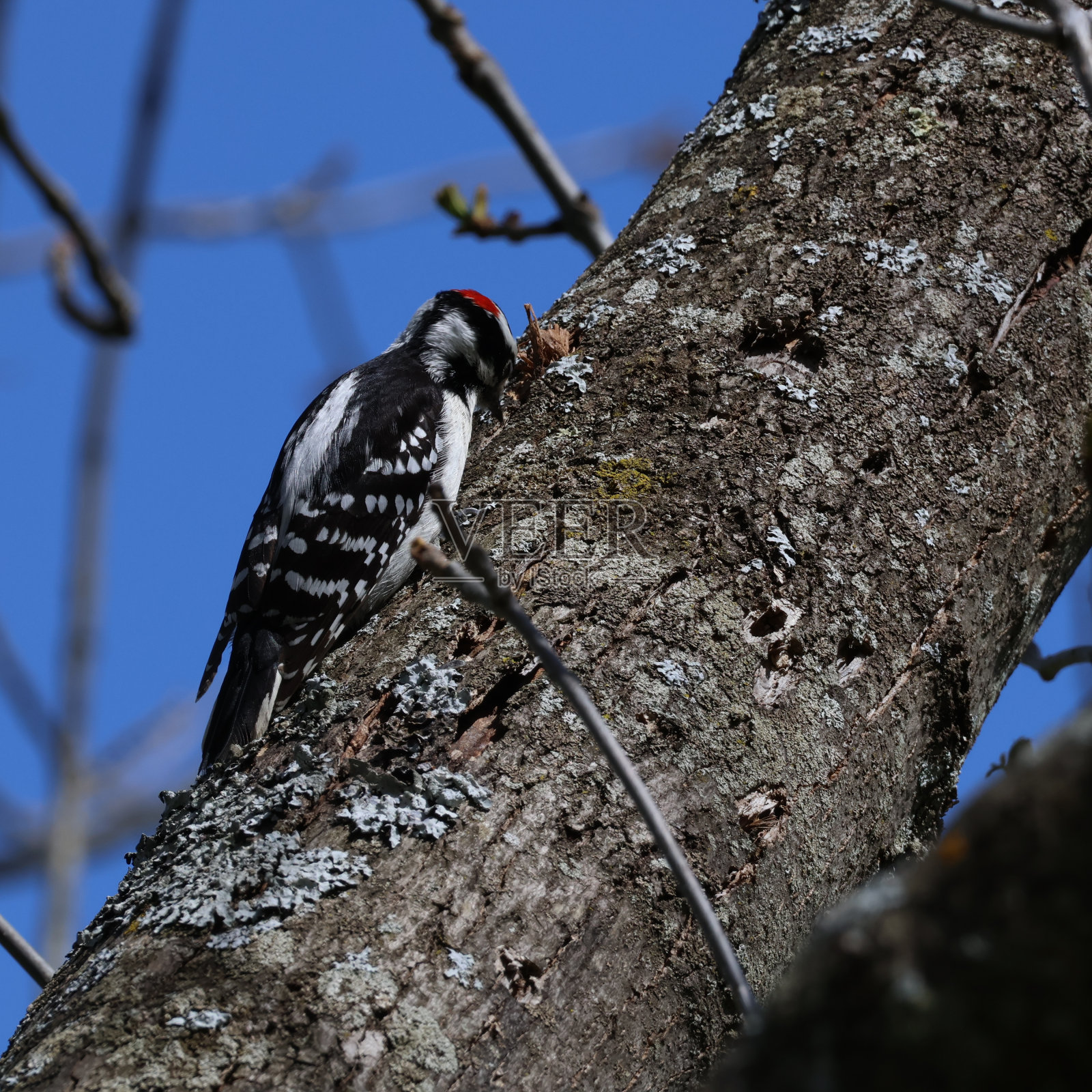 多毛的啄木鸟照片摄影图片