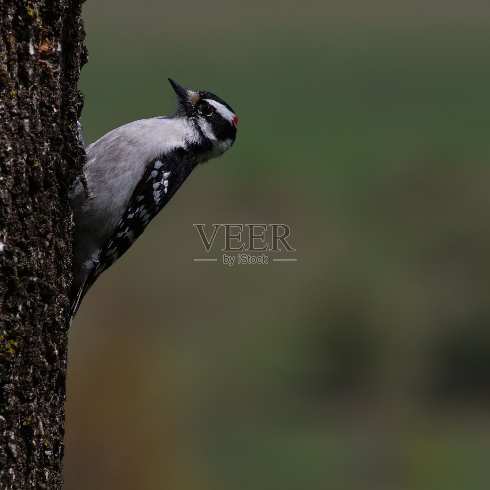 多毛的啄木鸟照片摄影图片